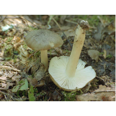Мицелий Коллибии широкопластинчатой / Денежка широкопластинчатая (Collybia platyphylla)